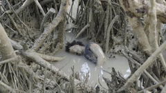 Resonance Spiral (2024)