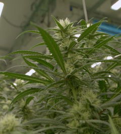 Legale wiet 2 (2024)