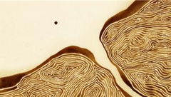 The Aroma of Tea (2006)