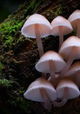 Fungi: The Web of Life