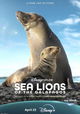 Sea Lions of the Galapagos