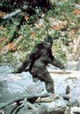 Patterson-Gimlin Film