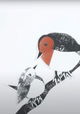 The Robin and the Wren