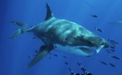 Most Wanted Sharks (2020)