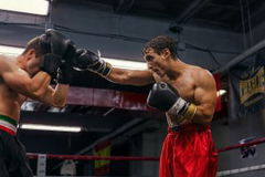 El Potro de Vallecas (2026)