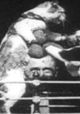 The Boxing Cats (Prof. Welton's)
