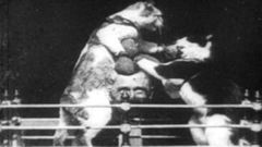 The Boxing Cats (Prof. Welton's) (1894)