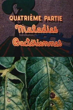 Les ennemis de la pomme de terre: Maladies bactériennes (1949)