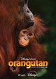 Orangutan