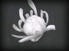 Chrysanthemum (2025)
