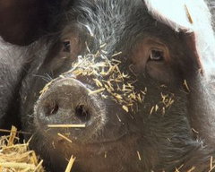 Trouwen met het varken Jopie (2015)
