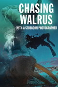 Chasing Walrus (With A Stubborn Photographer)