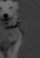 A Dog Called Discord