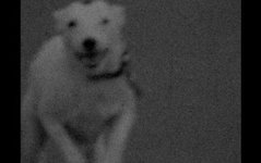 A Dog Called Discord (2023)