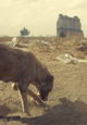 Dogs and Dust