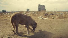 Dogs and Dust (2025)