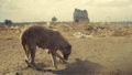 Dogs and Dust (2025)