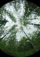 The Heart of the Forest