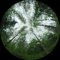 The Heart of the Forest (2026)