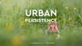 Urban Persistence (2025)
