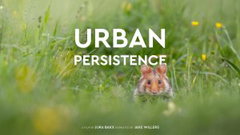 Urban Persistence (2025)