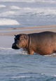 Surfing Hippos - Der Strand der Dschungeltiere