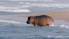 Surfing Hippos - Der Strand der Dschungeltiere (2026)