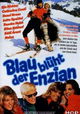 Blau blüht der Enzian