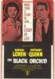 The Black Orchid