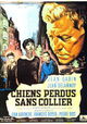 Chiens perdus sans collier