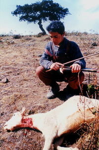 Cuentos de hadas para dormir cocodrilos (2002)