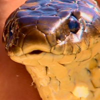 Sous le signe du serpent (2004)