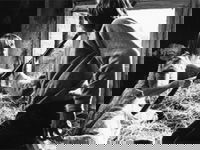 Tiro (1979)