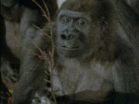 Een monument voor een gorilla (1987)