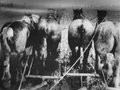 Van mannen en merries (1998)