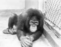 Primate (1974)