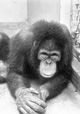 Primate