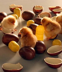 Food Design (2009)