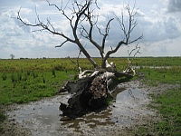 Nieuw tiengemeten (2010)