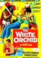 The White Orchid