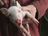 Knor - Ein Schweineleben oder 110 Kilo in 25 Wochen