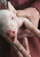 Knor - Ein Schweineleben oder 110 Kilo in 25 Wochen
