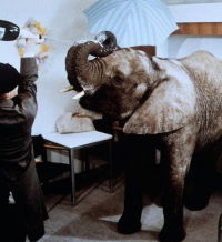 Ein Elefant im Krankenhaus