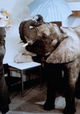 Ein Elefant im Krankenhaus
