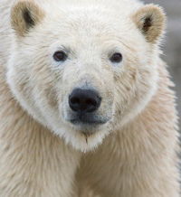 Ice Bears of the Beaufort
