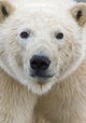 Ice Bears of the Beaufort
