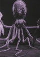 The Trail of the Octopus