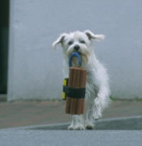 Ein Hund für alle Fälle (2002)