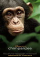 Chimpanzee