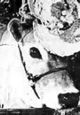 Calamity the Cow